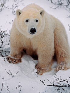 10 Shocking Animals That Eat Their Own Babies