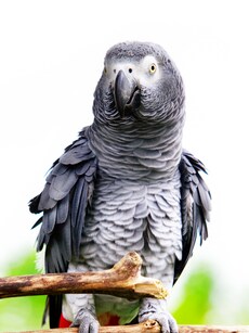 Top 10 Talking Birds in the World