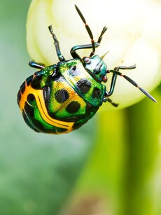10 Most Colorful Insects That Prove Nature is the Ultimate Artist