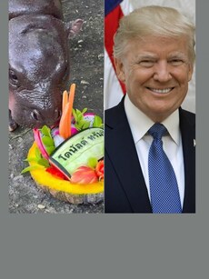 Viral Hippo Moo Deng Predicts Donald Trump&rsquo;s Win in US Election 2024