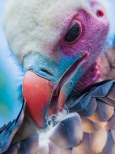 10 Rare Vulture Species You Have Probably Never Heard Of