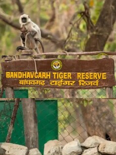 Top 10 Animals to Spot in Bandhavgarh Tiger Reserve Besides Tigers