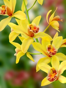 Top 10 Most Expensive Flowers in the World