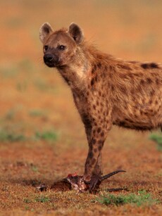 From Spotted to Striped: 4 Hyena Species That Survived Extinction