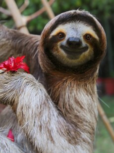 Top 10 Happiest Animals in The World