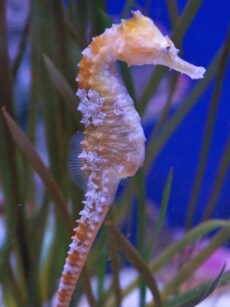 10 Colour-Changing Animals You&rsquo;ve Probably Never Heard Of