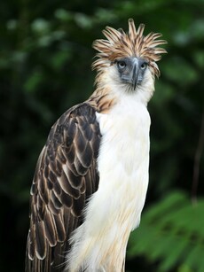 10 Bird Species Found Only in Asia