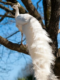 10 Stunning White Animals You Need to See
