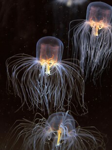 10 Fascinating Animals with More Than Two Eyes