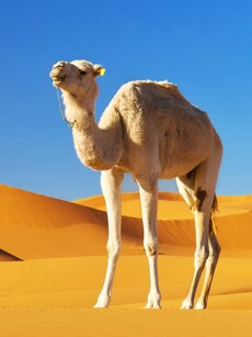 10 Largest Camels in the World