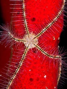 10 Creatures That Can Live Without a Heart