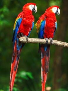 10 Smart Pet Birds You Can Easily Train