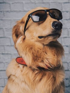 10 Animals That Represent Typical Students