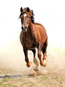 Top 10 Most Expensive Animals in the World