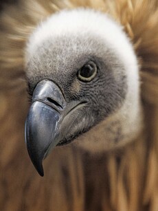 Top 10 Largest Vultures in the World