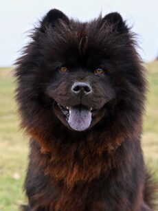 Top 10 Most Expensive Pets in the World