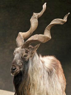 Meet Markhor: The Largest Goat in the World