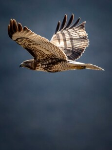 Top 10 Countries for Incredible Wildlife Photography