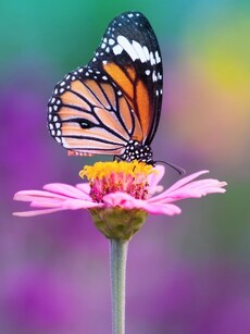 Top 9 Most Beautiful Butterfly Parks in Bengaluru