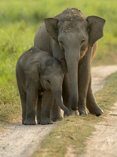 8 Best National Parks in South India for a Winter Getaway