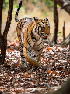 9 Best Wildlife Destinations in India for Winter Vacations
