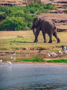 8 Thrilling Water Safaris in India for Wildlife Spotting