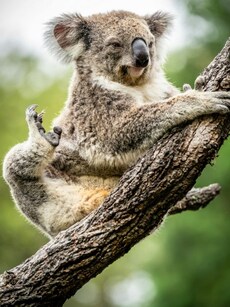 10 Best Wildlife Destinations in Australia