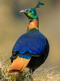 9 Must-visit Wildlife Destinations Loved by Bollywood Celebrities