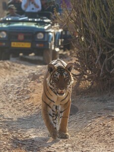 Top 10 Things to See in Ranthambore National Park