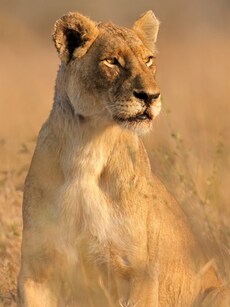 11 Best Wildlife Destinations to Explore in South Africa