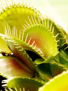 10 Most Dangerous Plants That Eat Everything From Insects to Mammals