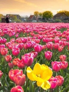 8 Must-Visit Flower Festivals in India