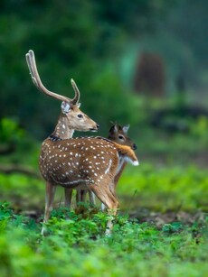 6 Must-Visit National Parks in Uttarakhand for Nature Lovers