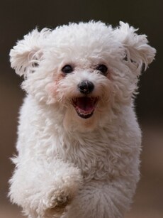 Top 10 Gentle Dog Breeds in the World