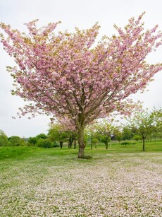 Autumn Cherry Blossom in Meghalaya: When, Where, and How to See