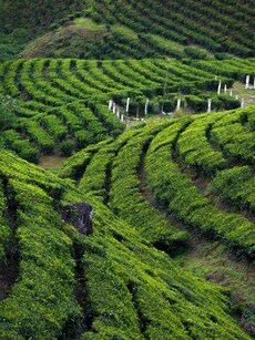 Top 10 Most Popular Tea Plantations in India