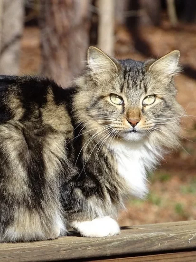 6 Best Large Cat Breeds For India