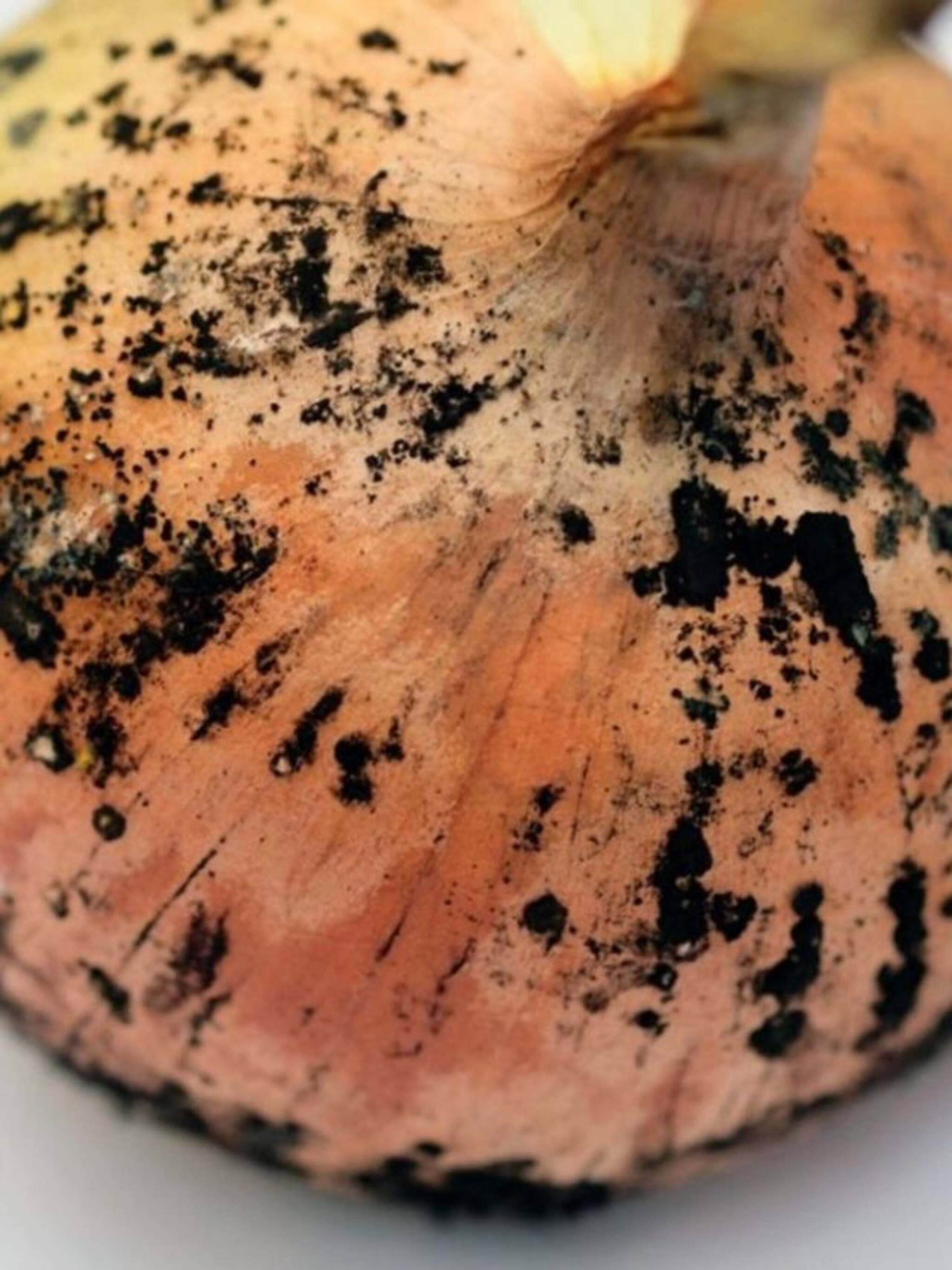 गृहिणींनो सावधान! कांद्यावरील काळी बुरशी धुवून वापरणं म्हणजे धोक्याची घंटा