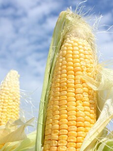10 health benefits of corn, the gluten-free weight loss superfood