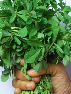 Health benefits  of methi leaves in  daily diet