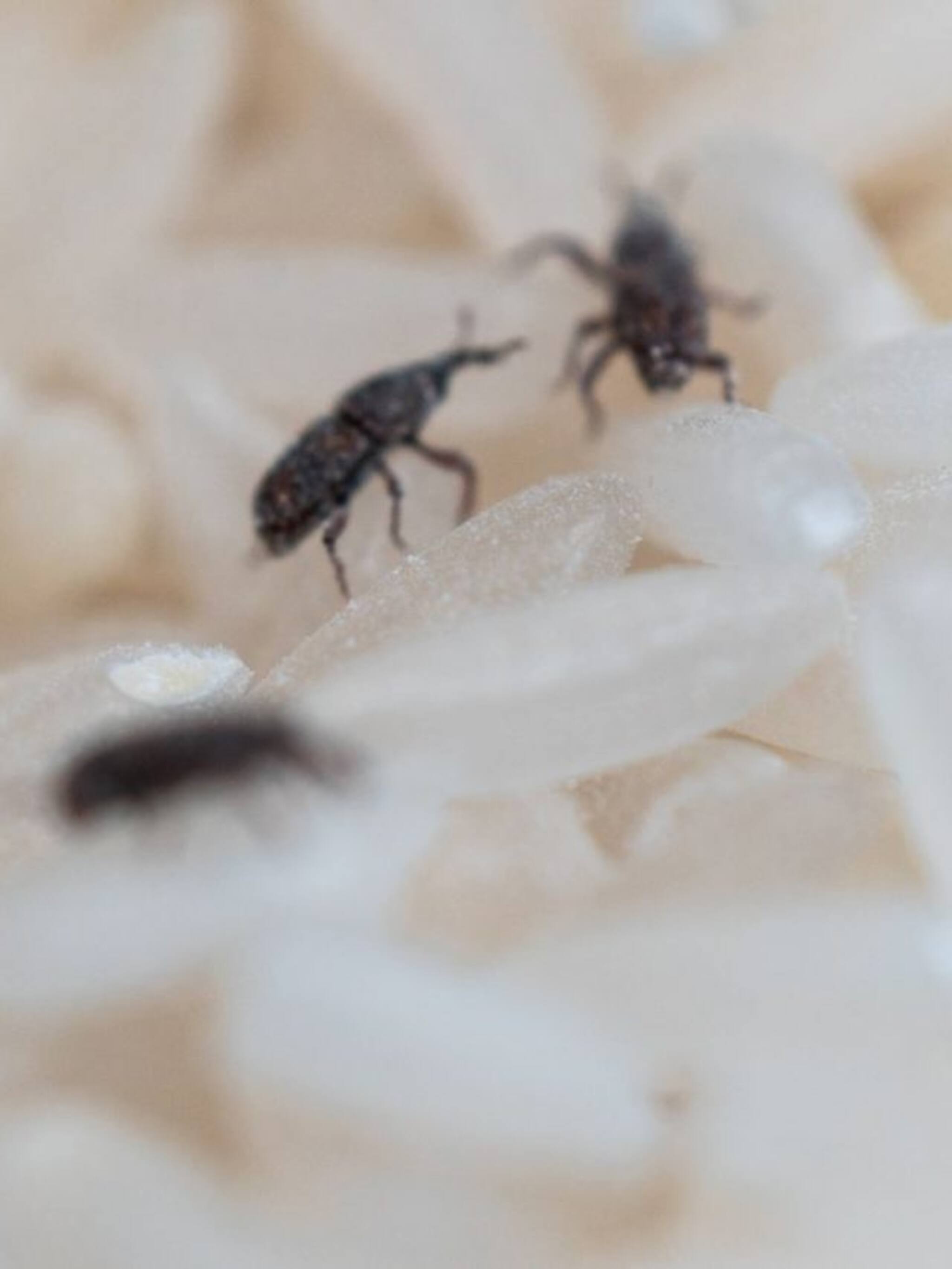 तांदळाच्या डब्यात टोके पडलेयत? मग हा उपाय रामबाण