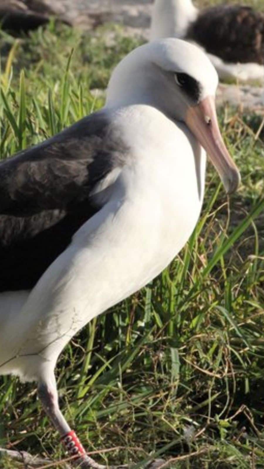Wisdom the Albatross: The World's Oldest Living Bird