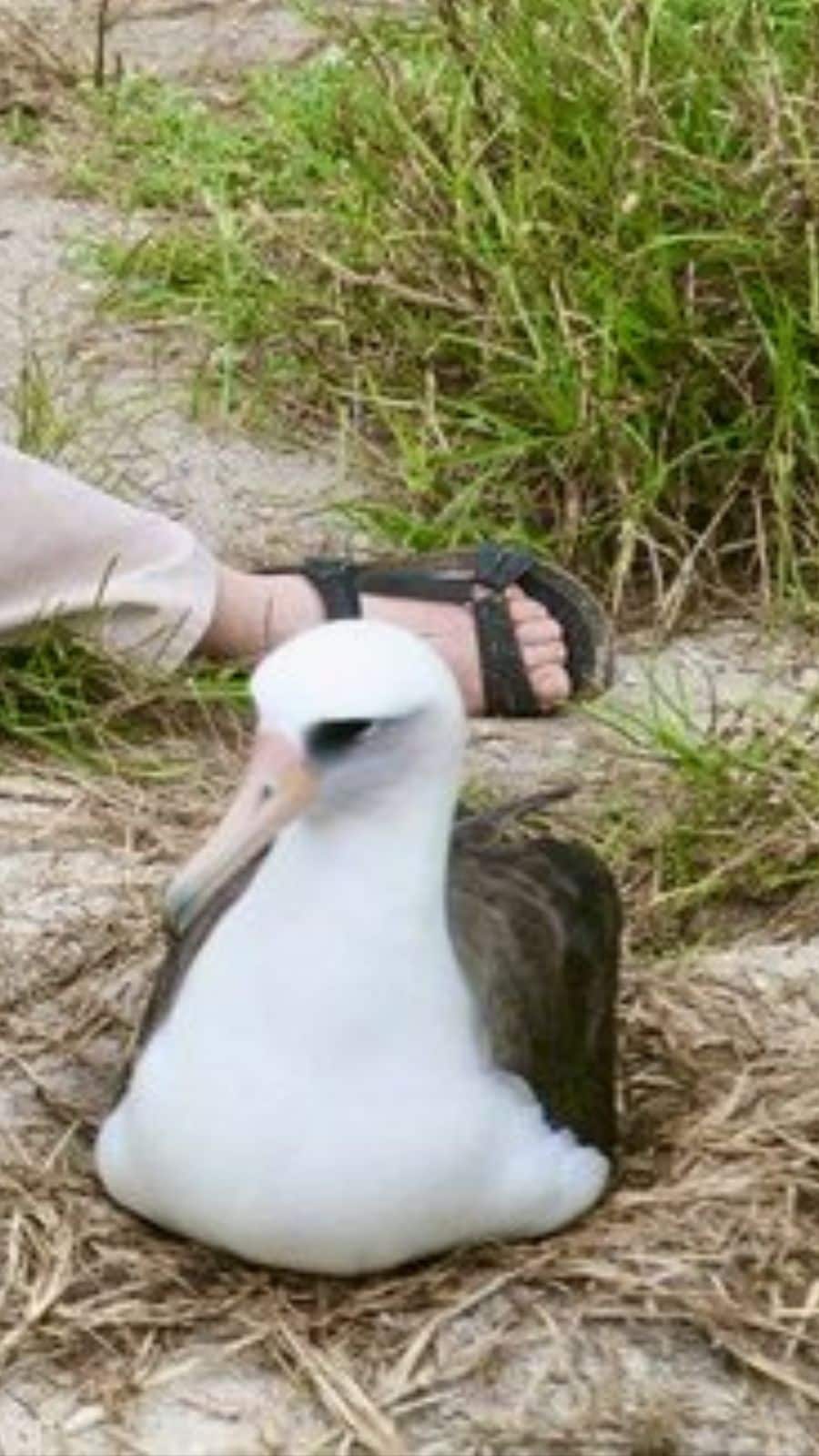 Wisdom the Albatross: The World's Oldest Living Bird