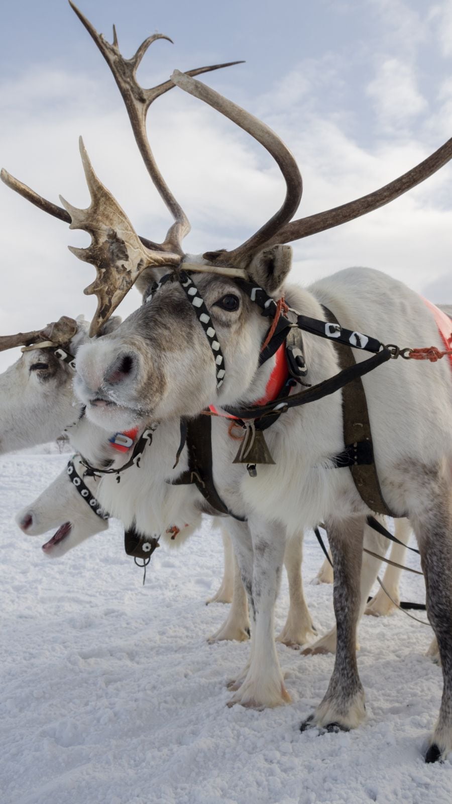 Reindeer Top Reindeer Top