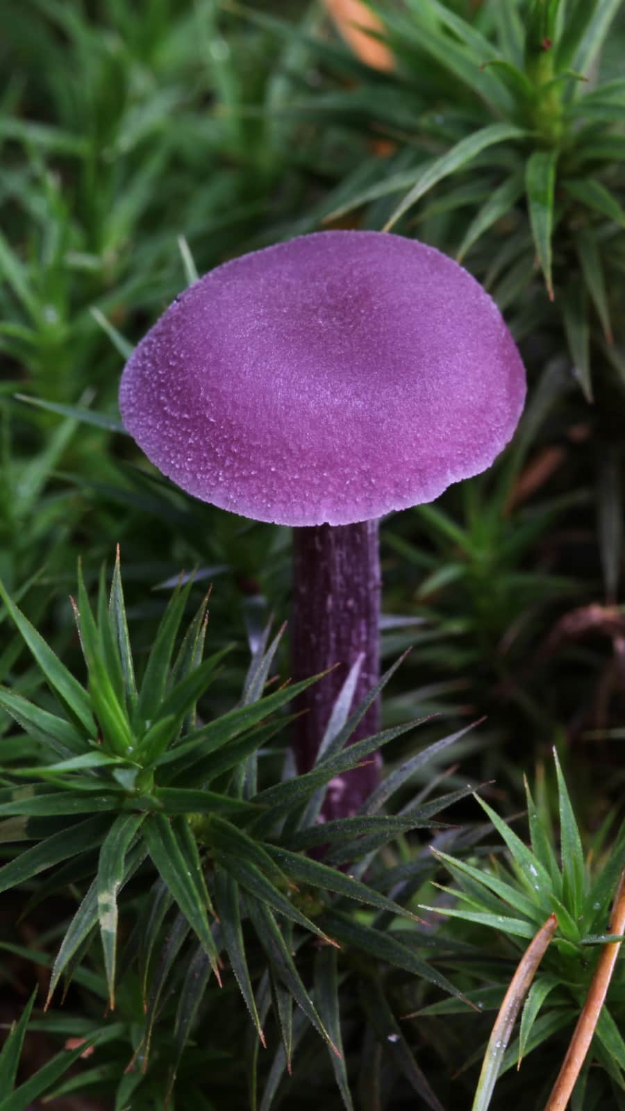 10 Most Mind-Blowing Mushrooms on Earth