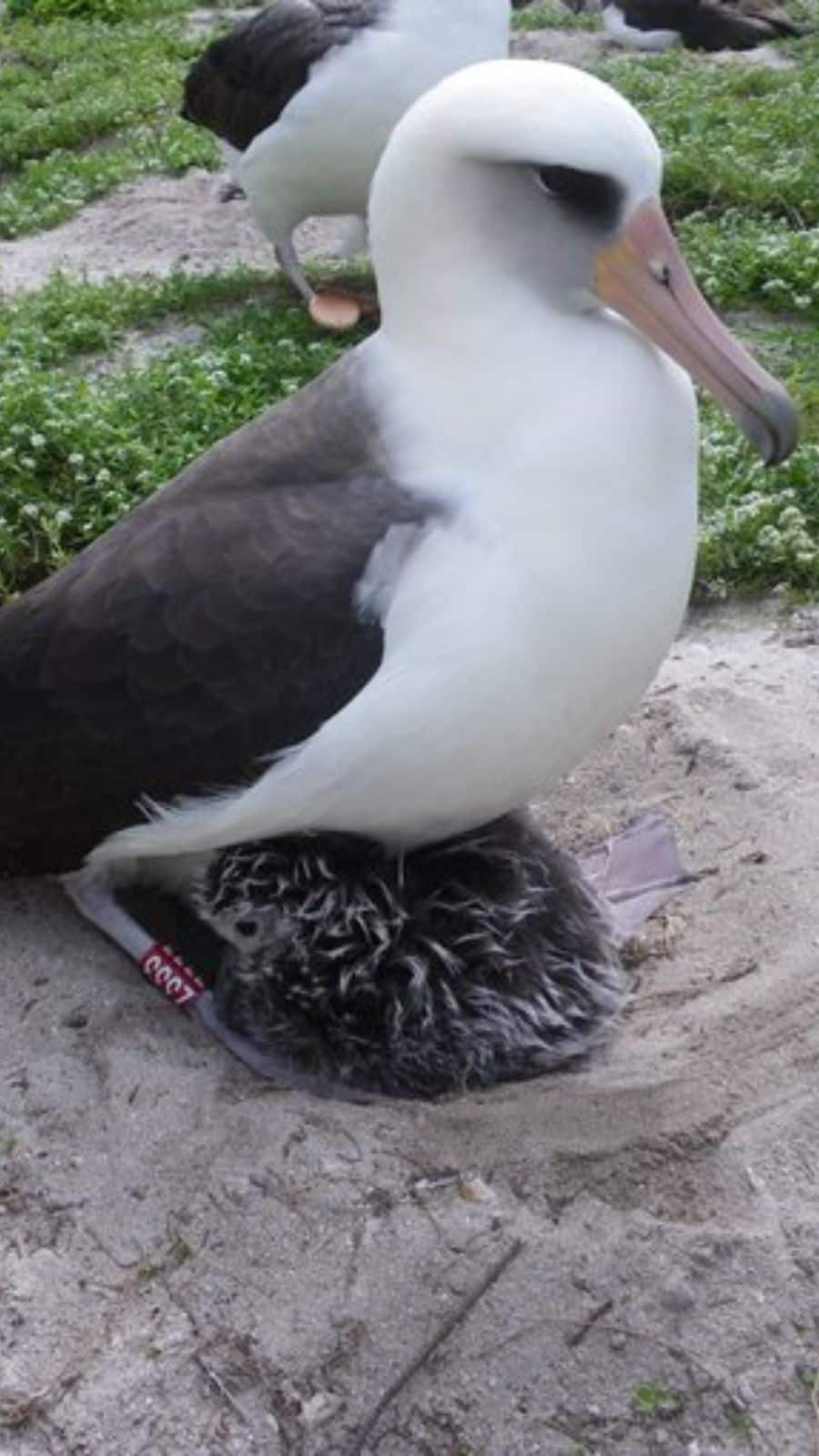 Wisdom the Albatross: The World's Oldest Living Bird