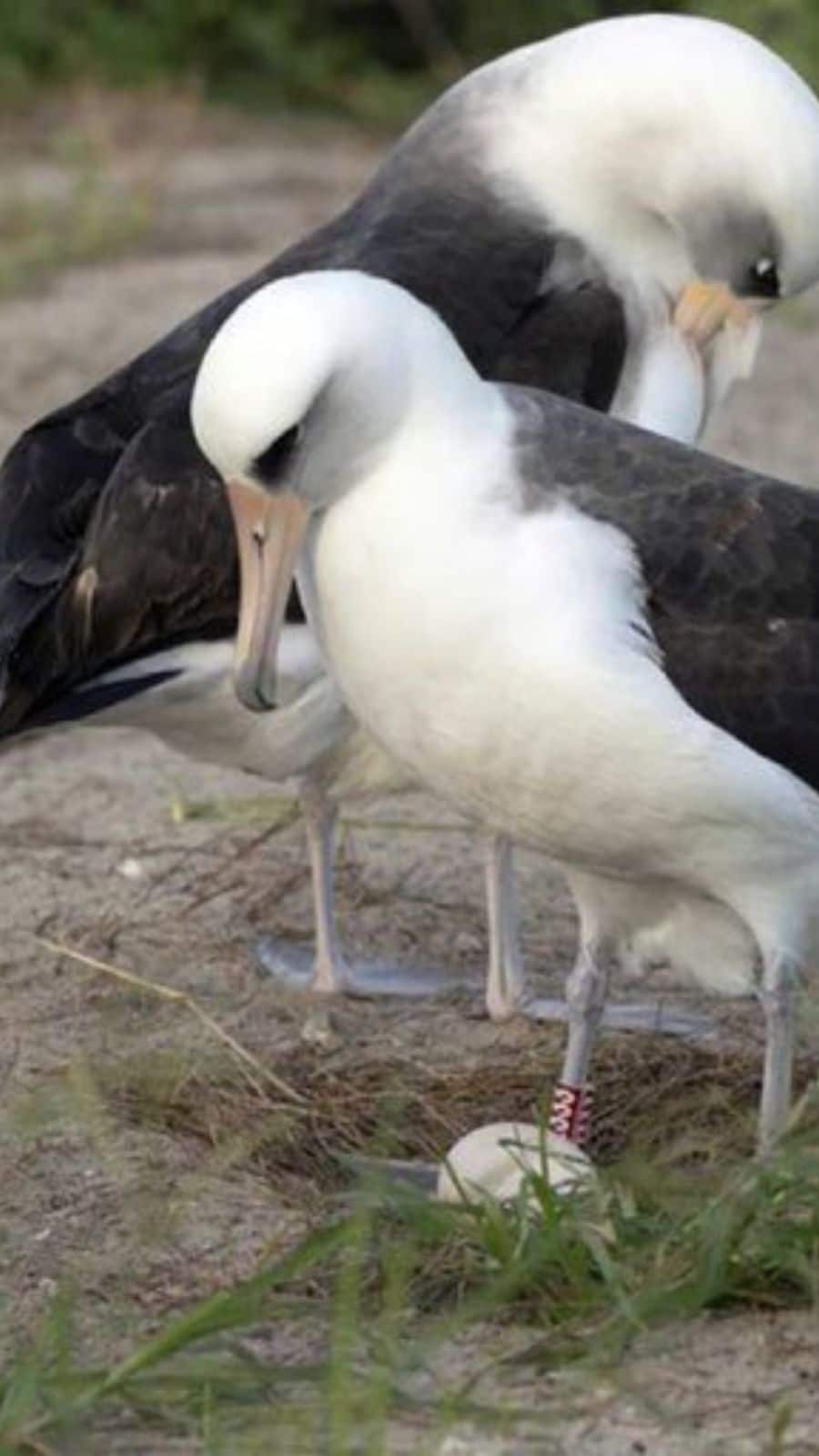 Wisdom the Albatross: The World's Oldest Living Bird