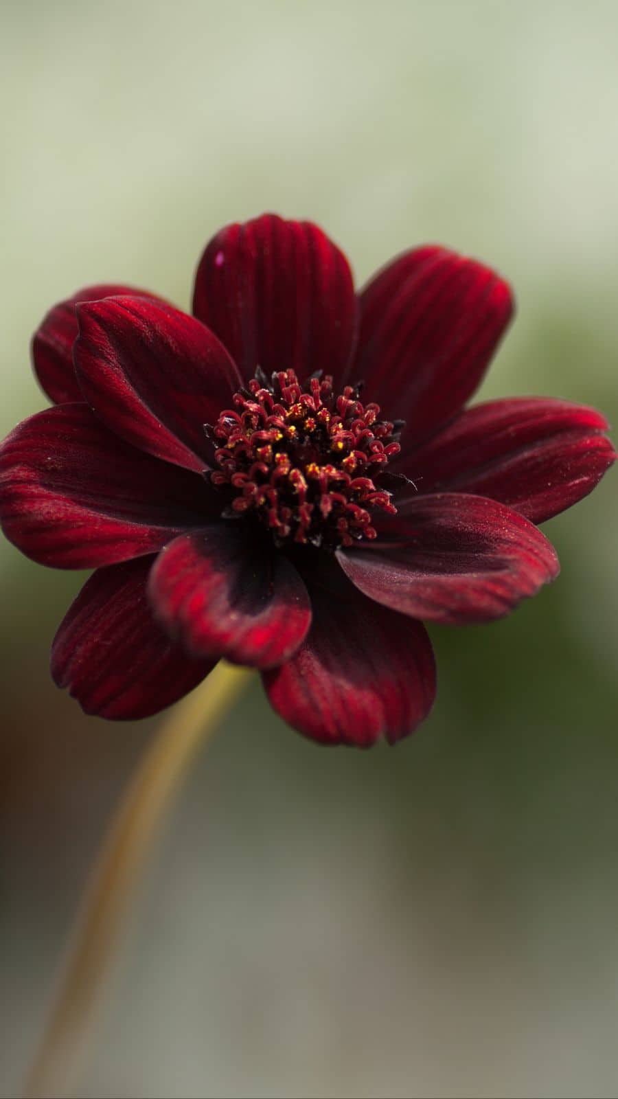 The Rarest Flowers In The World Beautiful