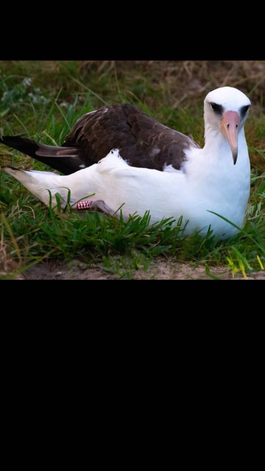 Wisdom the Albatross: The World's Oldest Living Bird