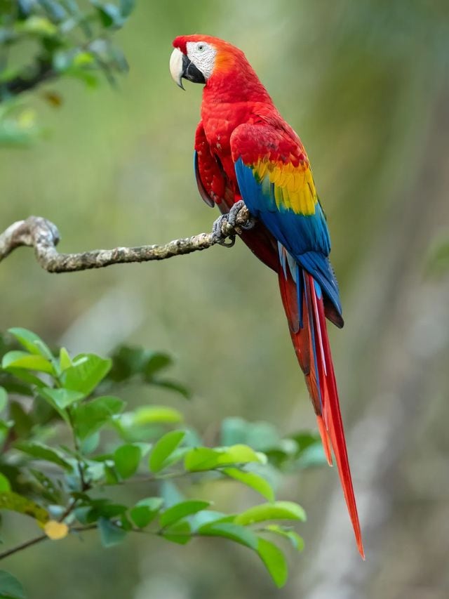 Top 5 Colourful Animals On Earth